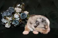 Sunday , a female Miniature Australian Shepherd for sale in Stockdale, TX – Photo 3 of 4