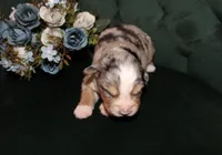 Sunday , a female Miniature Australian Shepherd for sale in Stockdale, TX – Photo 4 of 4