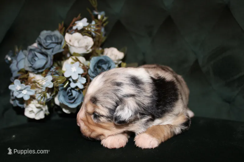 Sunday , a female Miniature Australian Shepherd for sale in Stockdale, TX – Photo 1 of 4