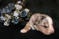 Sunday , a female Miniature Australian Shepherd for sale in Stockdale, TX – Photo 2 of 4