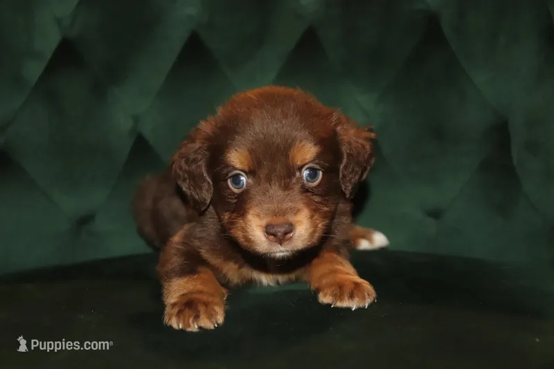 Clay – Miniature American Shepherd puppy for sale in Stockdale, TX