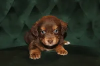 Clay, a male Miniature American Shepherd for sale in Stockdale, TX – 1 of 1