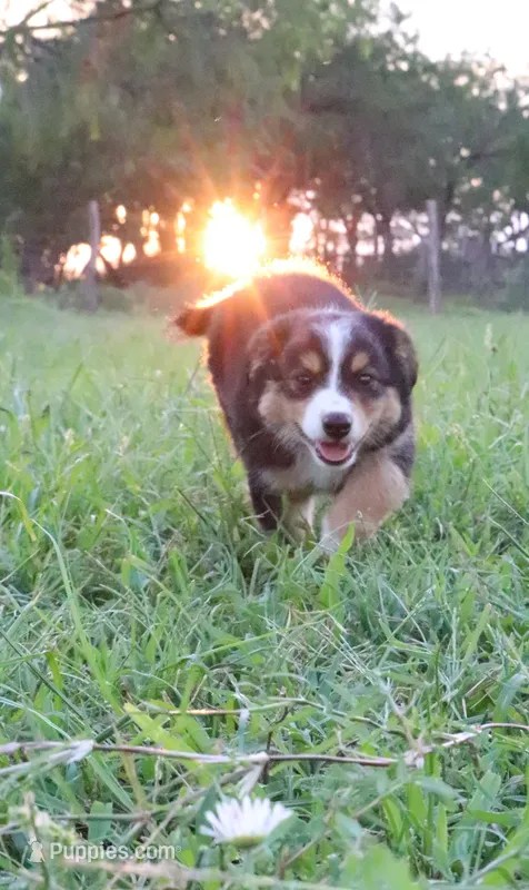 Lily  – Miniature Australian Shepherd puppy for sale in Stockdale, TX
