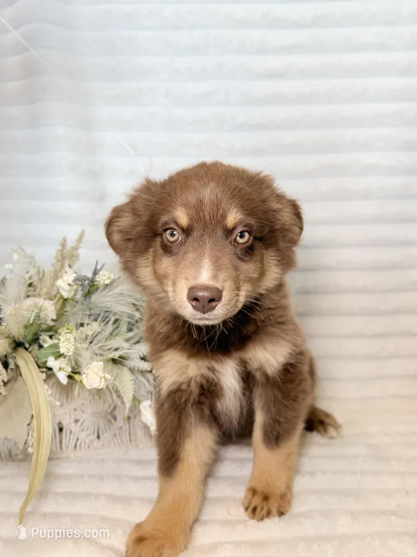 Mudbud, a male Miniature Australian Shepherd for sale in Stockdale, TX – Photo 1 of 2