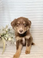 Mudbud, a male Miniature Australian Shepherd for sale in Stockdale, TX – Photo 1 of 2