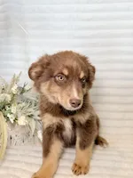 Mudbud, a male Miniature Australian Shepherd for sale in Stockdale, TX – Photo 2 of 2