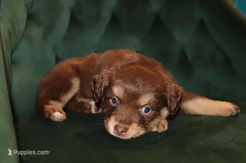 Copper – Miniature American Shepherd puppy for sale in Stockdale, TX