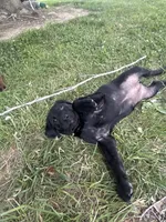 Black golden retriever choc lab mix, a female Goldador for sale in Union, KY – 4 of 5