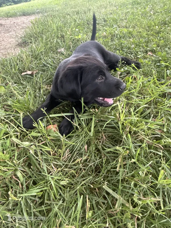 Black golden retriever choc lab mix – Goldador puppy for sale in Union, KY