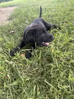 Black golden retriever choc lab mix, a female Goldador for sale in Union, KY – 1 of 5