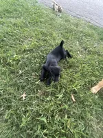 Black golden retriever choc lab mix, a female Goldador for sale in Union, KY – 3 of 5