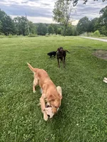 Black golden retriever choc lab mix, a female Goldador for sale in Union, KY – 5 of 5
