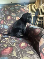 Black golden retriever choc lab mix, a female Goldador for sale in Union, KY – 2 of 5