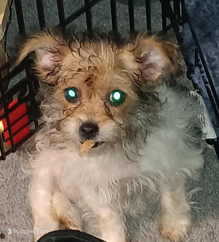 Bella – Cairn Terrier, Poodle - Toy  puppy for sale in Union, MO