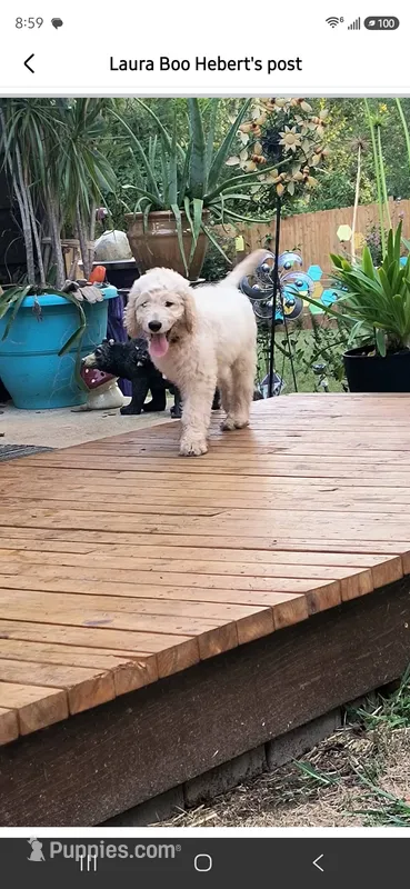 Joey – Golden Retriever, Poodle - Standard  puppy for sale in Vonore, TN