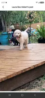 Joey, a male Golden Retriever and Poodle - Standard  for sale in Vonore, TN – 1 of 5