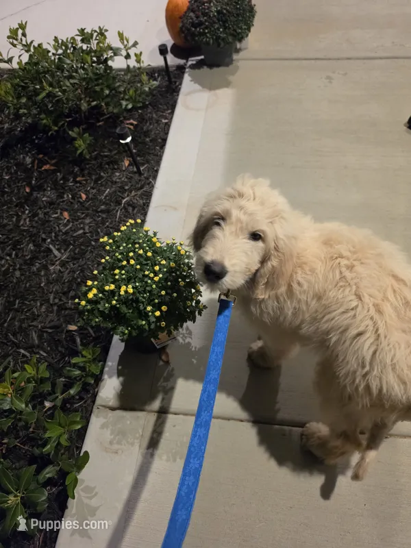 Joey – Golden Retriever, Poodle - Standard  puppy for sale in Vonore, TN