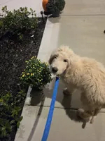 Joey, a male Golden Retriever and Poodle - Standard  for sale in Vonore, TN – 3 of 5