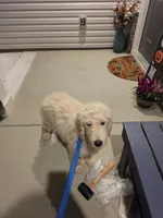 Joey, a male Golden Retriever and Poodle - Standard  for sale in Vonore, TN – 2 of 5