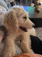 Joey, a male Golden Retriever and Poodle - Standard  for sale in Vonore, TN – 4 of 5