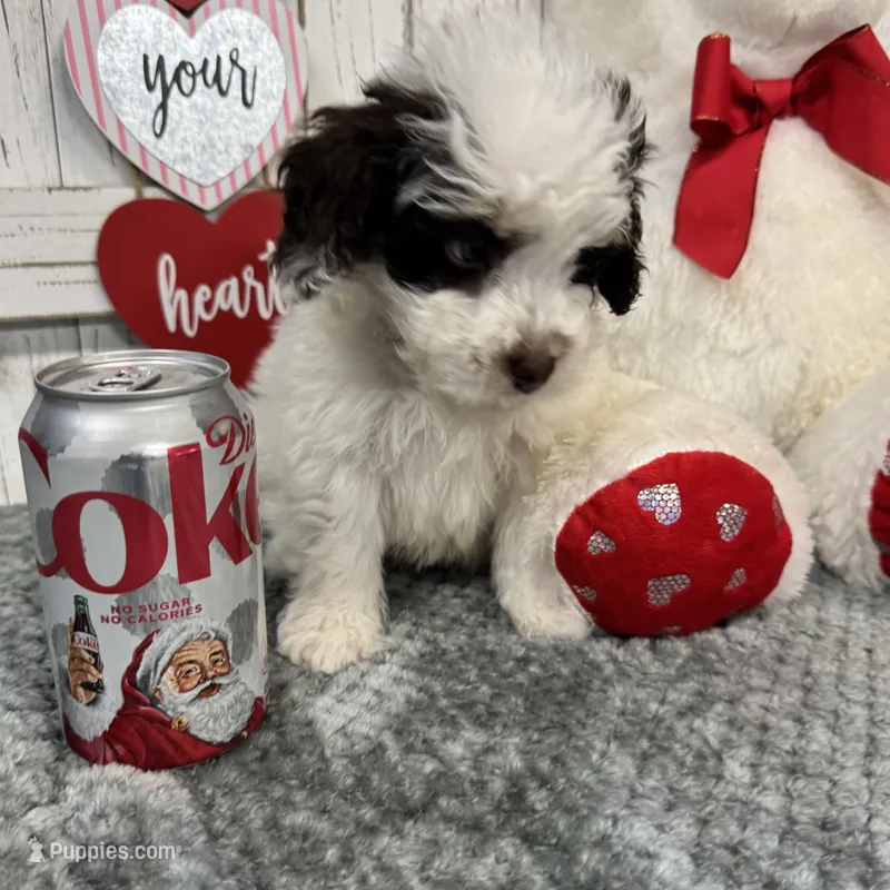 Brandy's Red Collar Boy