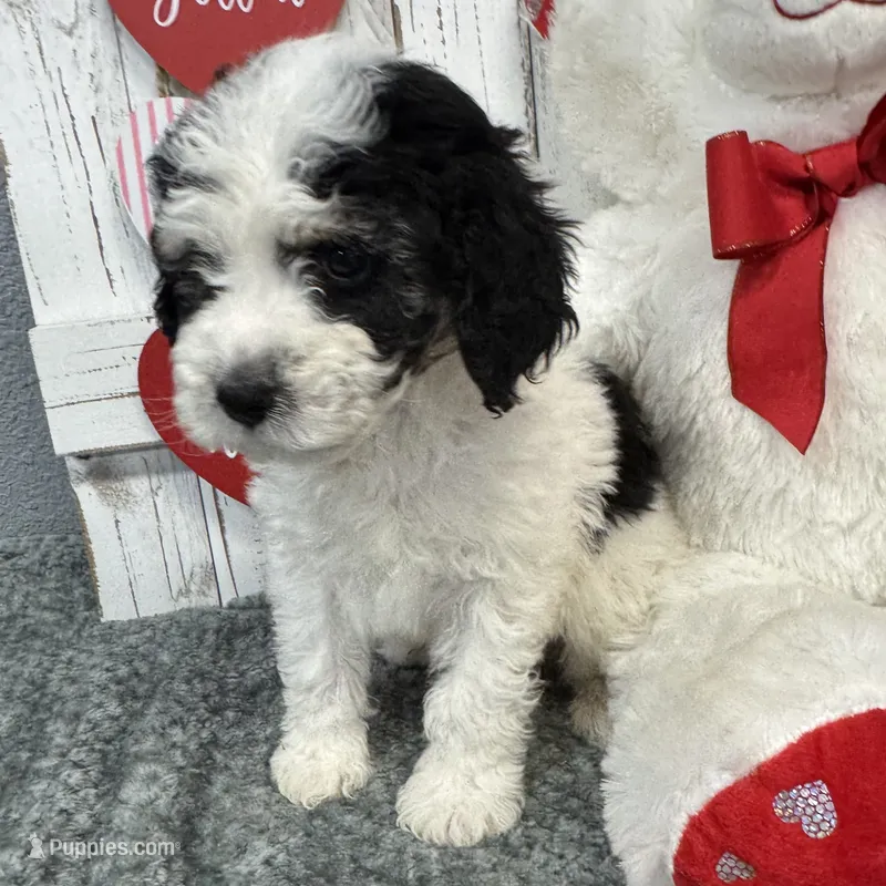 Brandy's Green Collar Boy