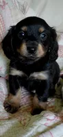 Raylee, a female Miniature Dachshund for sale in Paris, IL – 6 of 6