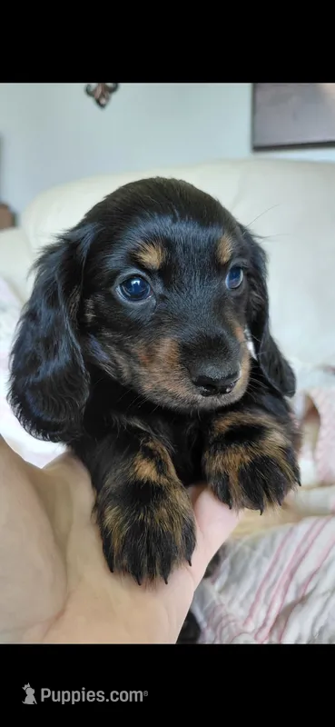 Daisy – Miniature Dachshund puppy for sale in Paris, IL