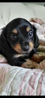 Raylee, a female Miniature Dachshund for sale in Paris, IL – 4 of 6