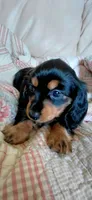 Millie, a female Miniature Dachshund for sale in Paris, IL – 6 of 7
