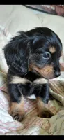 Raylee, a female Miniature Dachshund for sale in Paris, IL – 3 of 6