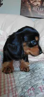 Millie, a female Miniature Dachshund for sale in Paris, IL – 3 of 7