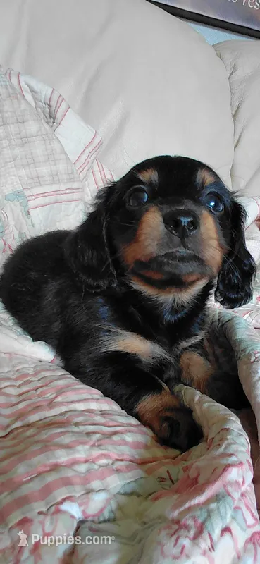 Millie – Miniature Dachshund puppy for sale in Paris, IL