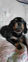 Millie, a female Miniature Dachshund for sale in Paris, IL – 1 of 7