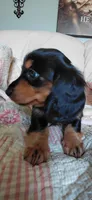 Millie, a female Miniature Dachshund for sale in Paris, IL – 2 of 7
