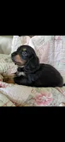 Raylee, a female Miniature Dachshund for sale in Paris, IL – 5 of 6