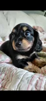 Raylee, a female Miniature Dachshund for sale in Paris, IL – 2 of 6