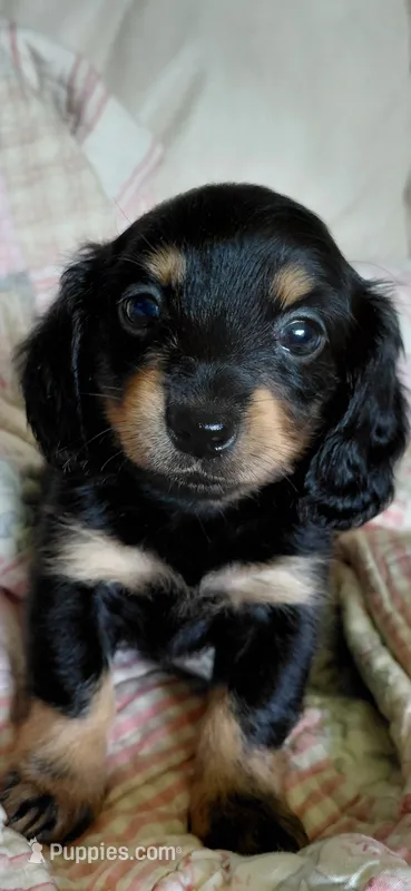 Raylee – Miniature Dachshund puppy for sale in Paris, IL