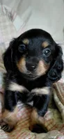 Raylee, a female Miniature Dachshund for sale in Paris, IL – 1 of 6