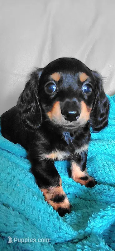Jack – Miniature Dachshund puppy for sale in Paris, IL