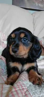 Millie, a female Miniature Dachshund for sale in Paris, IL – 5 of 7