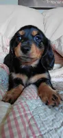 Millie, a female Miniature Dachshund for sale in Paris, IL – 7 of 7