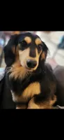 Daisy, a female Miniature Dachshund for sale in Paris, IL – 3 of 3