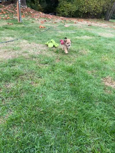 Puppy 6, a female Miniature Schnauzer and Poodle - Toy  for sale in Blaine, WA – 4 of 4
