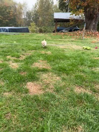 Puppy 4, a female Miniature Schnauzer and Poodle - Toy  for sale in Blaine, WA – 4 of 4
