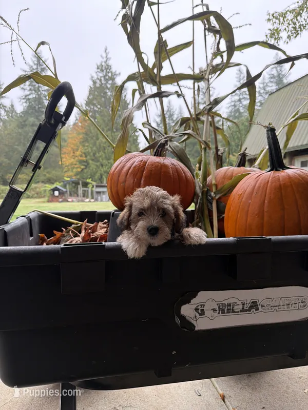 Puppy 1 – Poodle - Toy  puppy for sale in Blaine, WA