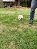 Puppy 4, a female Miniature Schnauzer and Poodle - Toy  for sale in Blaine, WA – 3 of 4