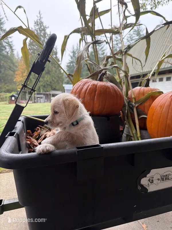 Puppy 4 – Miniature Schnauzer, Poodle - Toy  puppy for sale in Blaine, WA