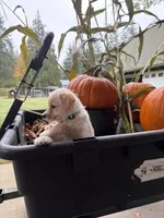Puppy 4, a female Miniature Schnauzer and Poodle - Toy  for sale in Blaine, WA – 1 of 4