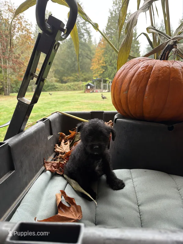 Puppy 2 – Poodle - Toy  puppy for sale in Blaine, WA